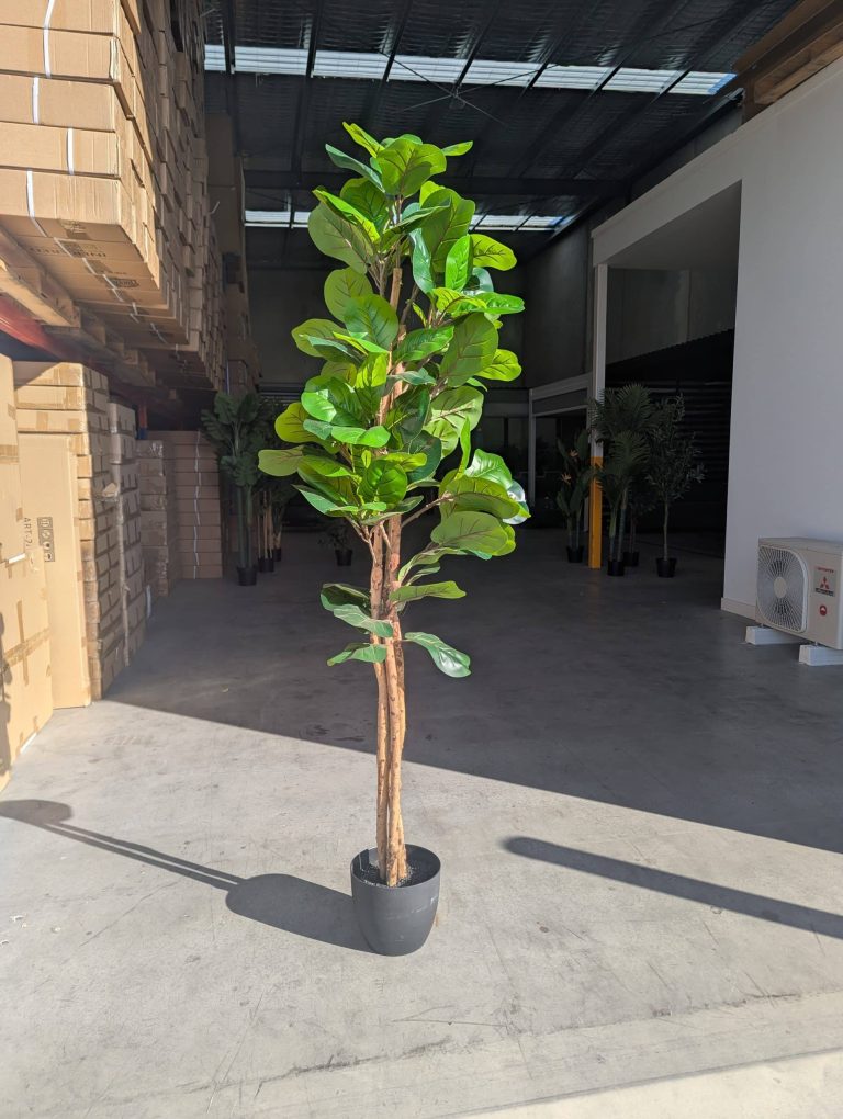 180cm Fiddle Leaf